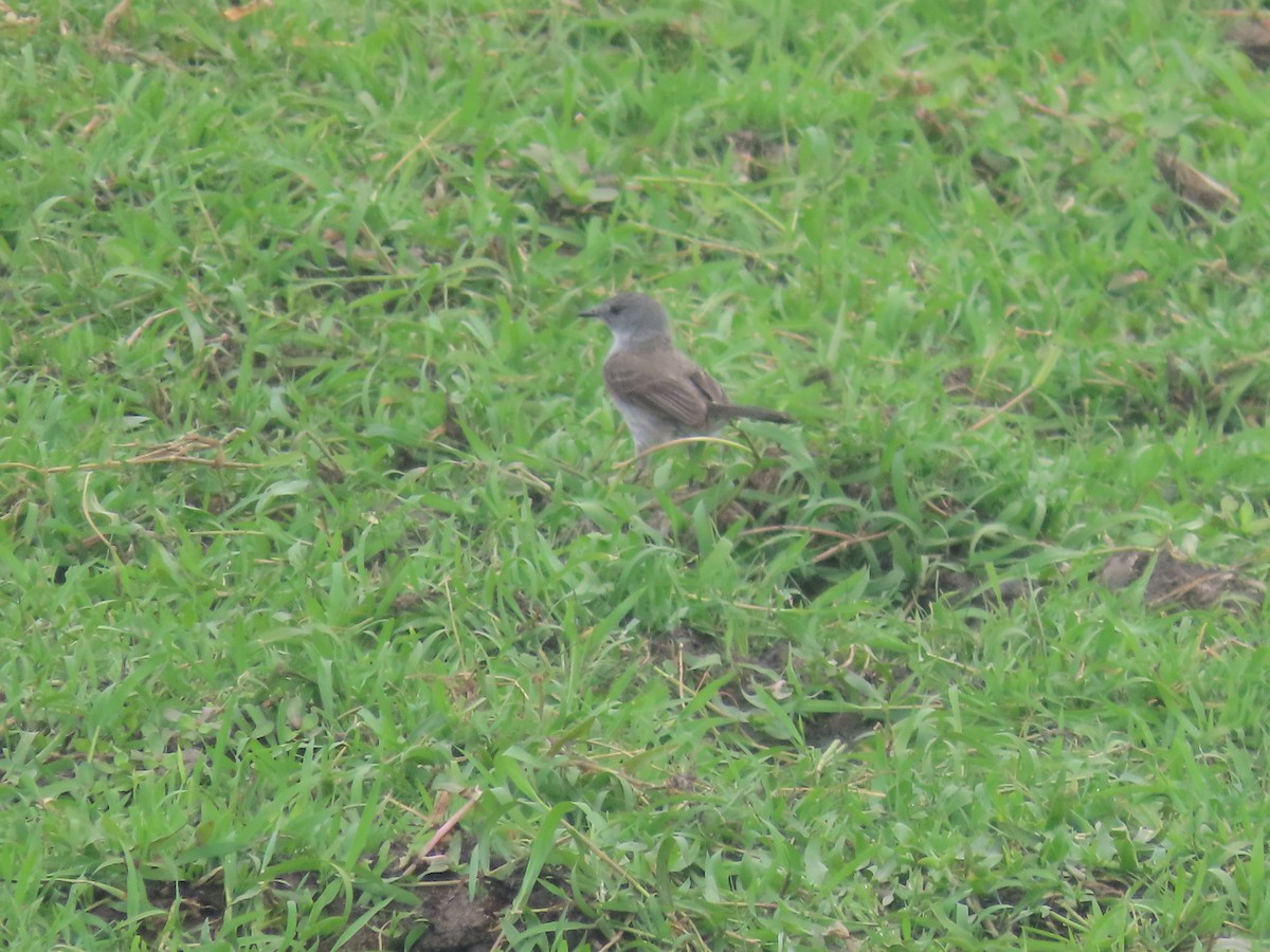 Sooty Tyrannulet - ML611728834