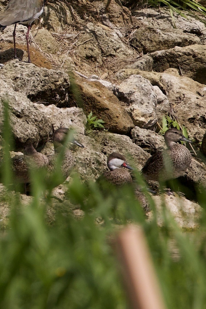 White-cheeked Pintail - ML611728861