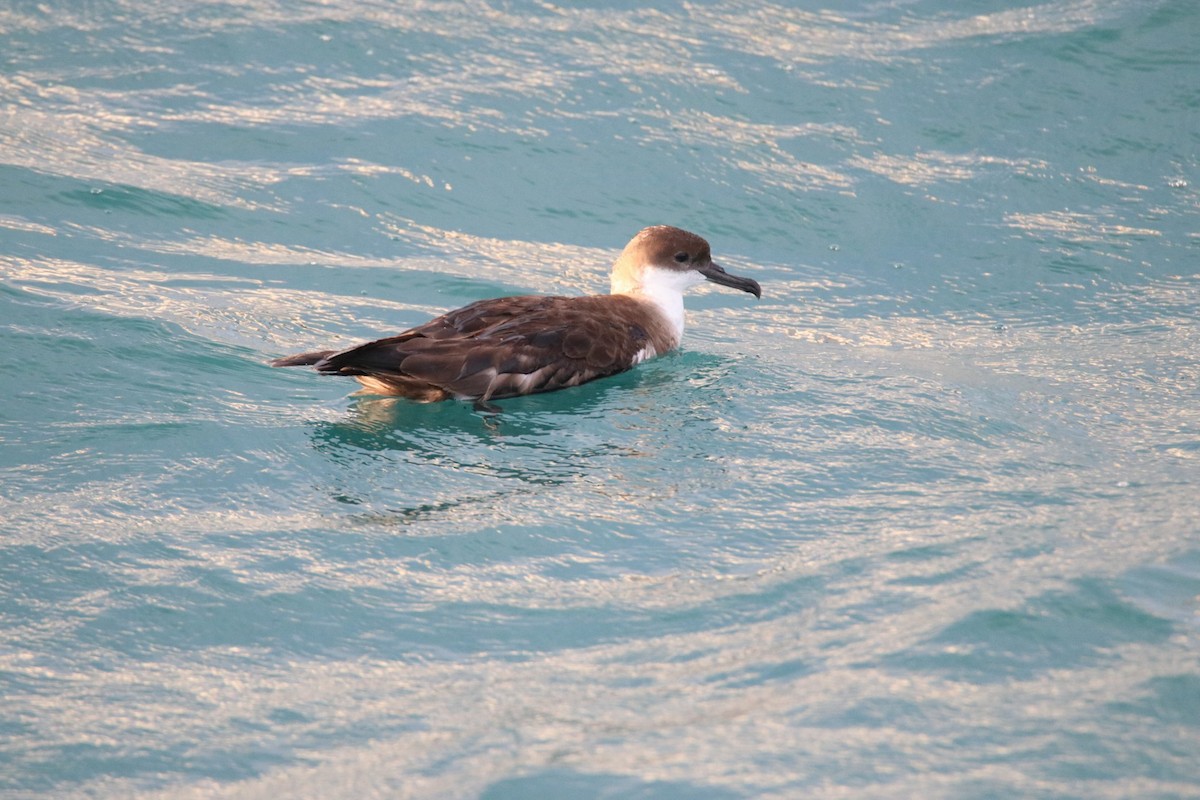 Great Shearwater - ML611728876