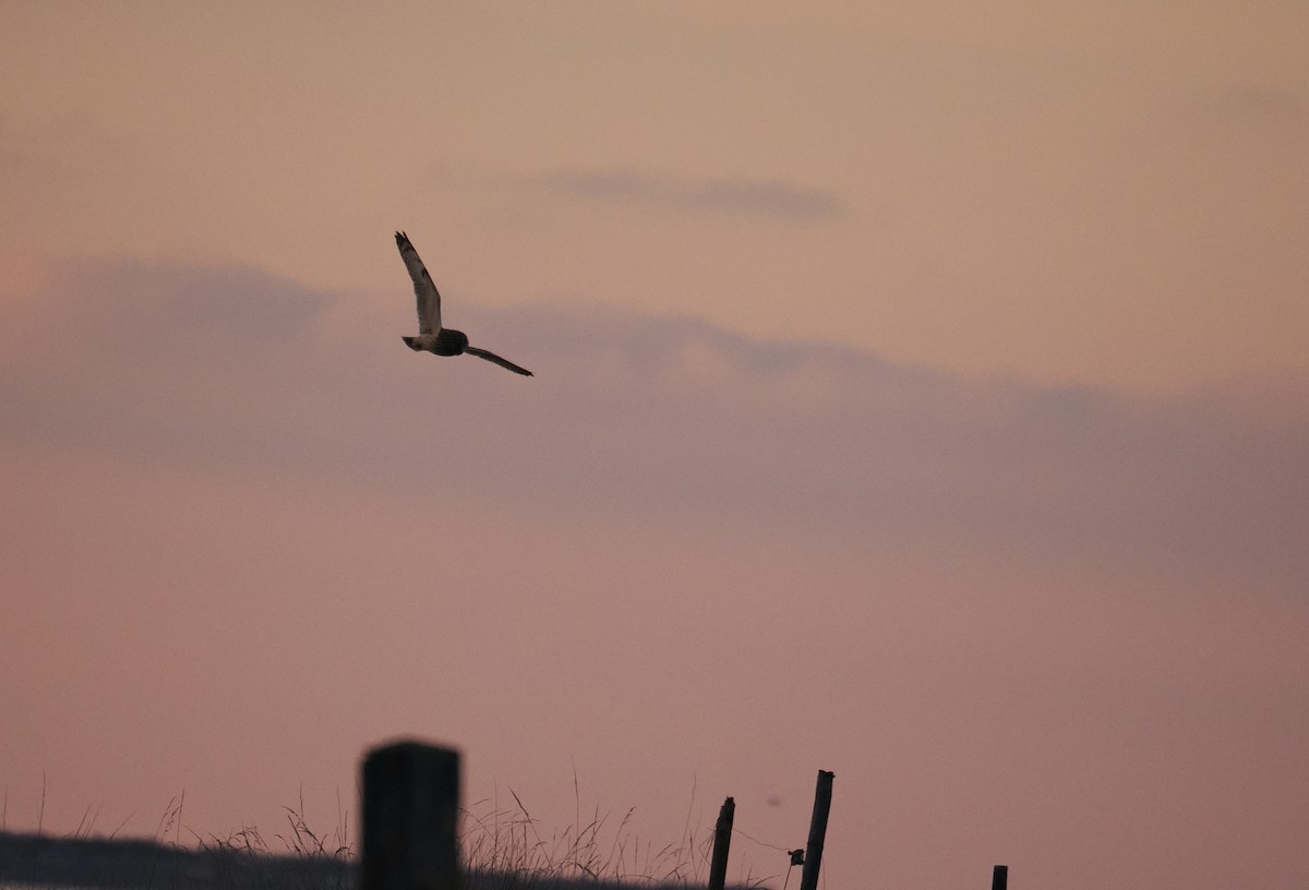 Short-eared Owl - ML611729242