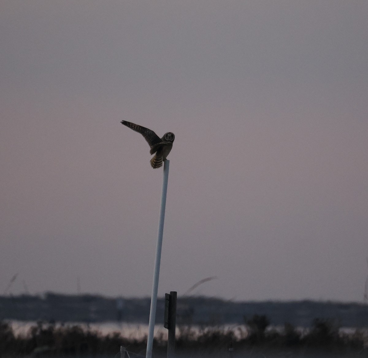 Short-eared Owl - ML611729258