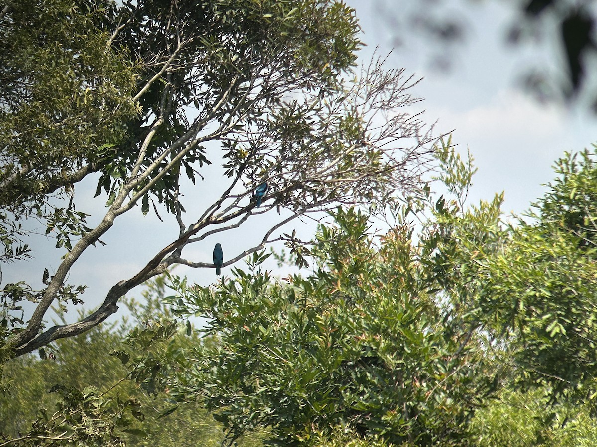 Woodland Kingfisher - ML611729356