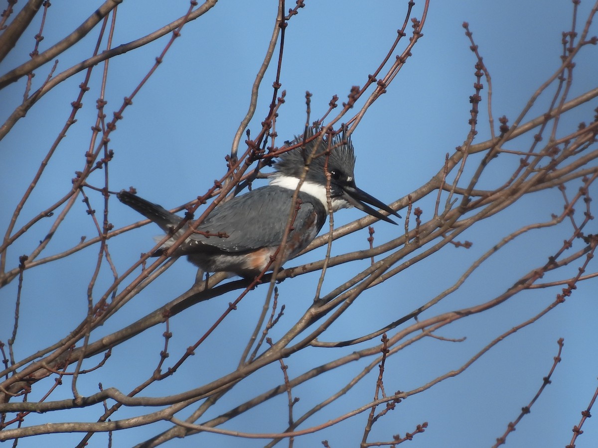 Belted Kingfisher - ML611729392