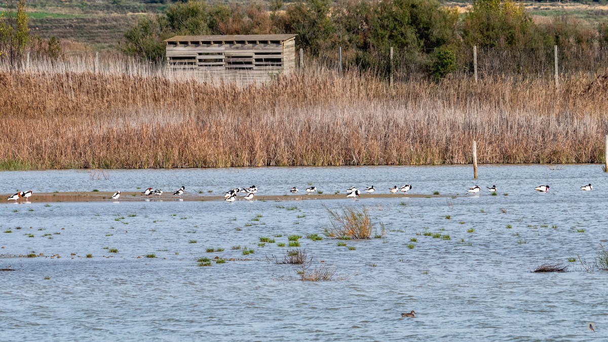 Common Shelduck - Nan Martic