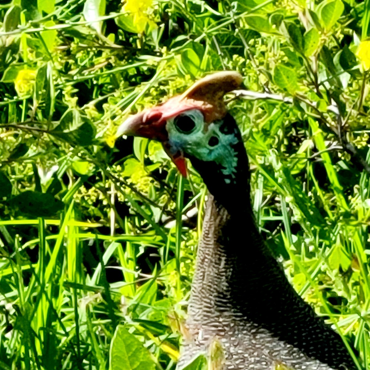 Helmeted Guineafowl - ML611729471