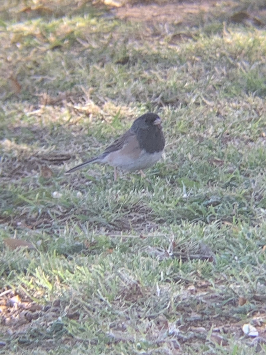 Dark-eyed Junco - ML611729478