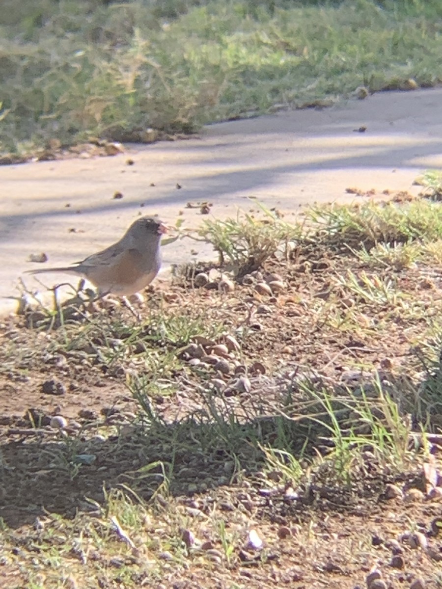 Dark-eyed Junco - ML611729480