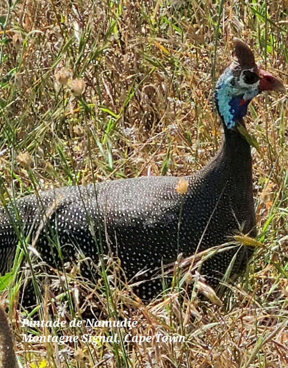 Helmeted Guineafowl - ML611729481