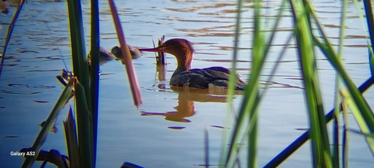 Red-breasted Merganser - ML611729500