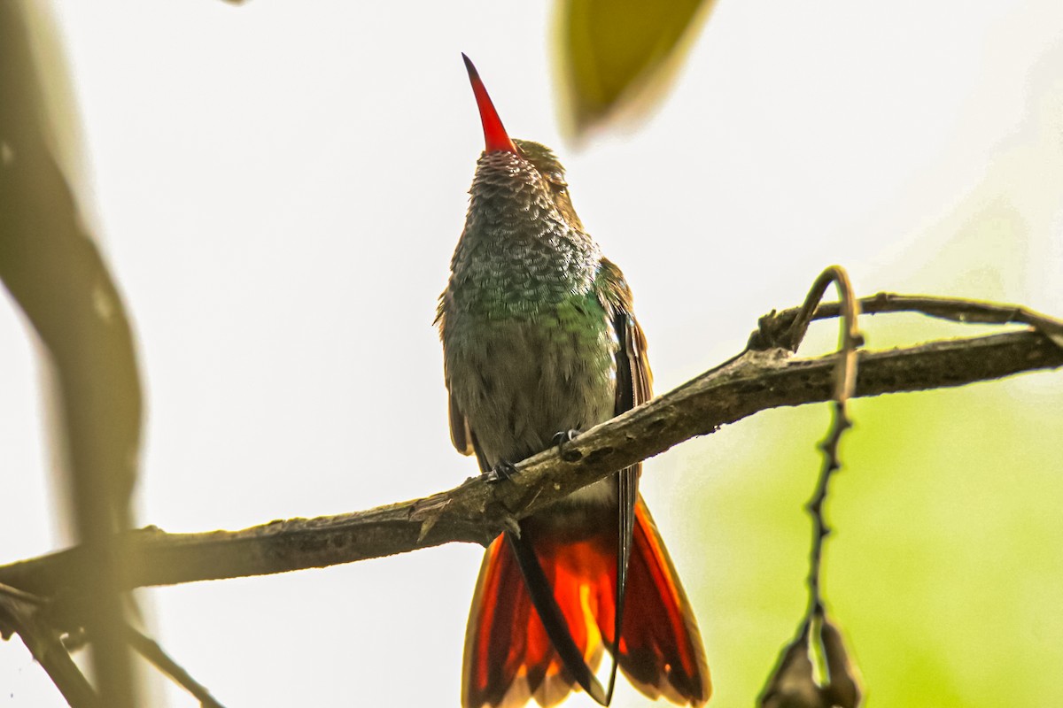 kolibřík yukatanský - ML611729532
