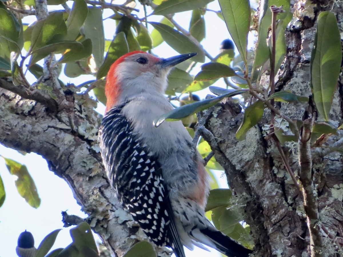 Red-bellied Woodpecker - ML611729546