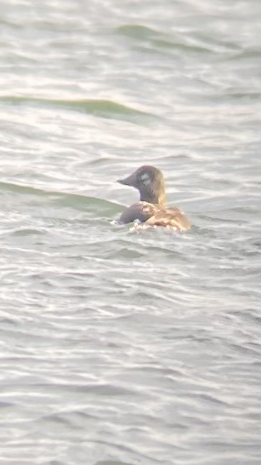 White-winged Scoter - Brandon Brywczynski