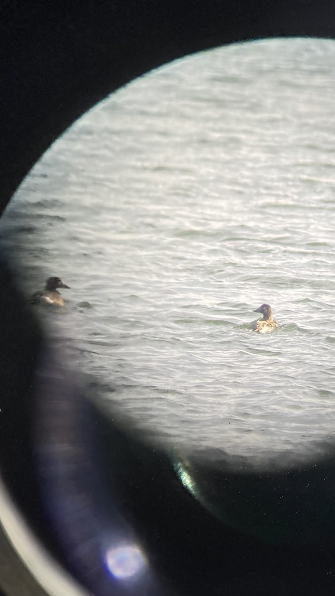 White-winged Scoter - Brandon Brywczynski