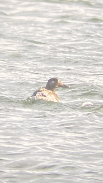 White-winged Scoter - ML611729571