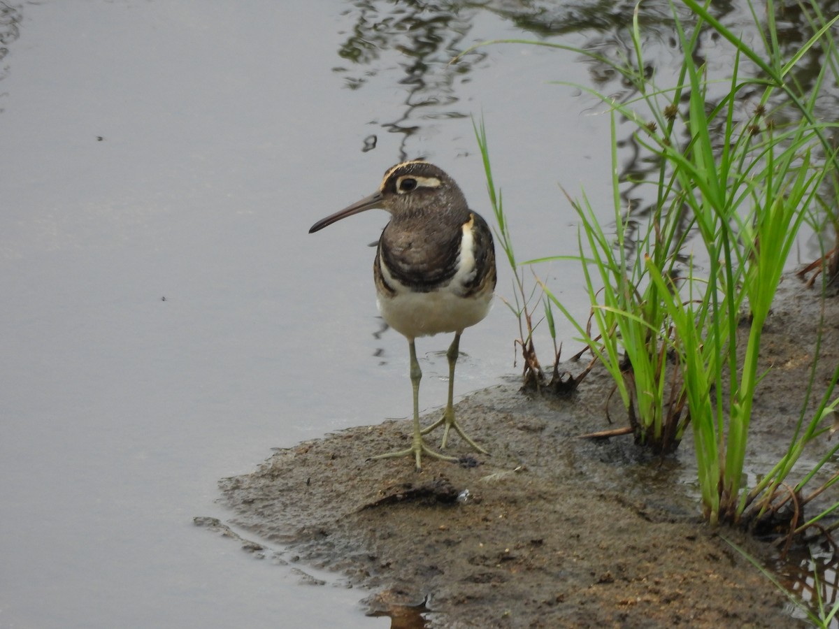 Greater Painted-Snipe - Jim Watt