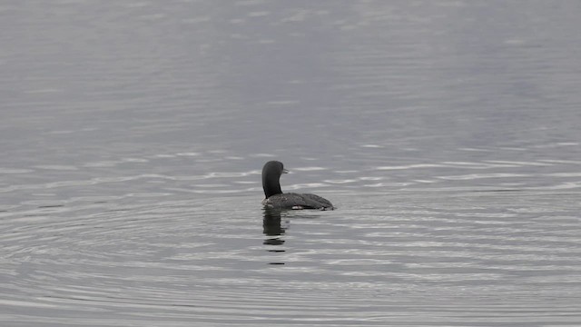 Arctic Loon - ML611729618