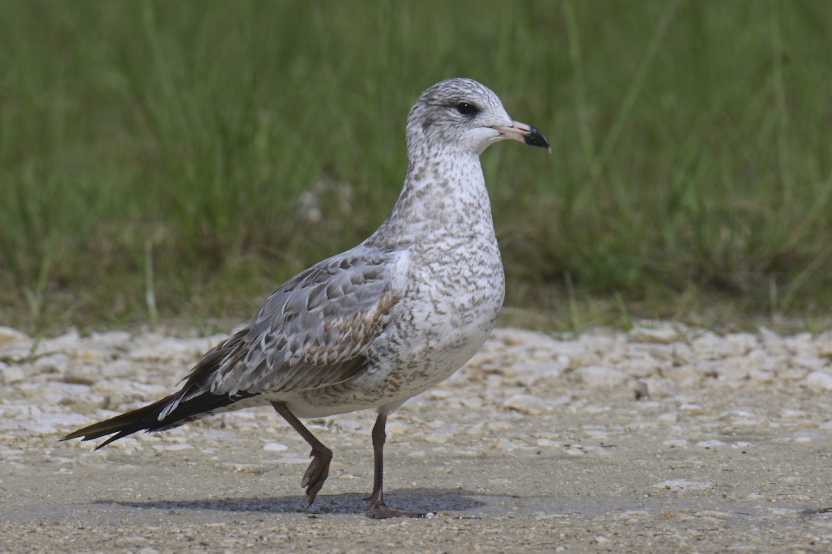 Ring-billed Gull - ML611729648