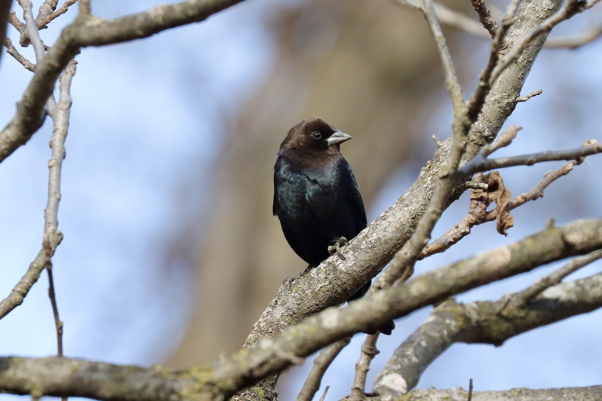 Brown-headed Cowbird - ML611729826
