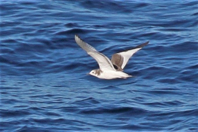 Sabine's Gull - walter sliva