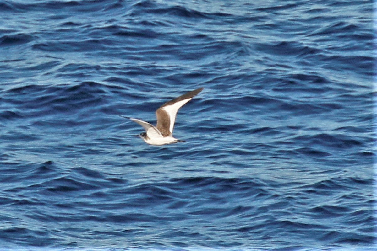 Sabine's Gull - walter sliva