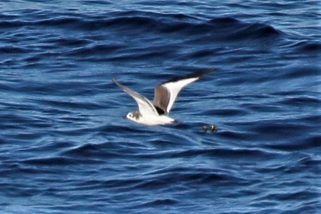 Sabine's Gull - walter sliva