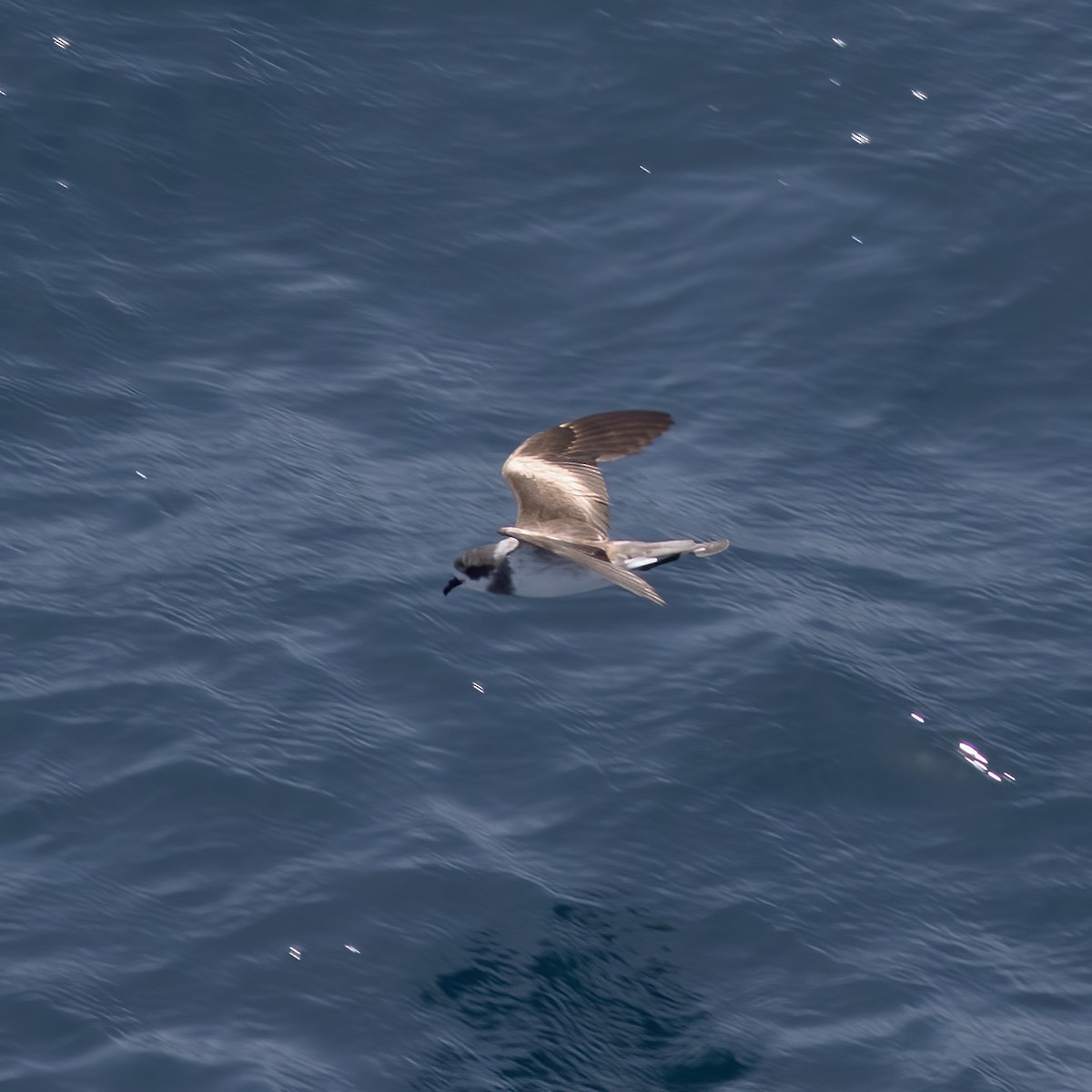 Ringed Storm-Petrel - Gary Rosenberg