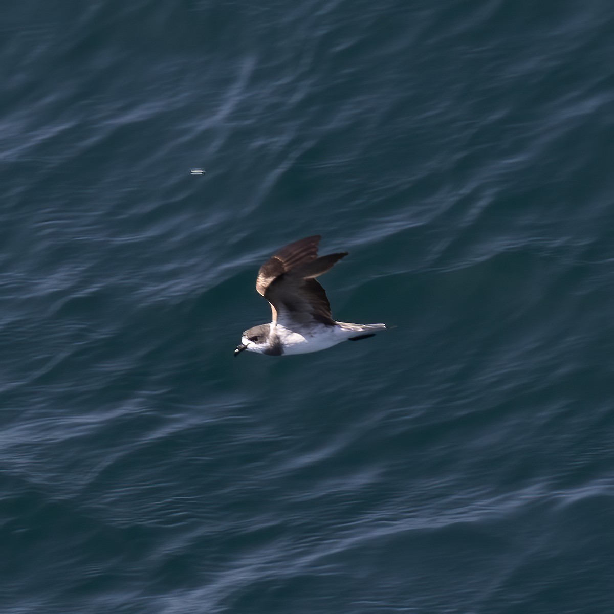 Ringed Storm-Petrel - Gary Rosenberg