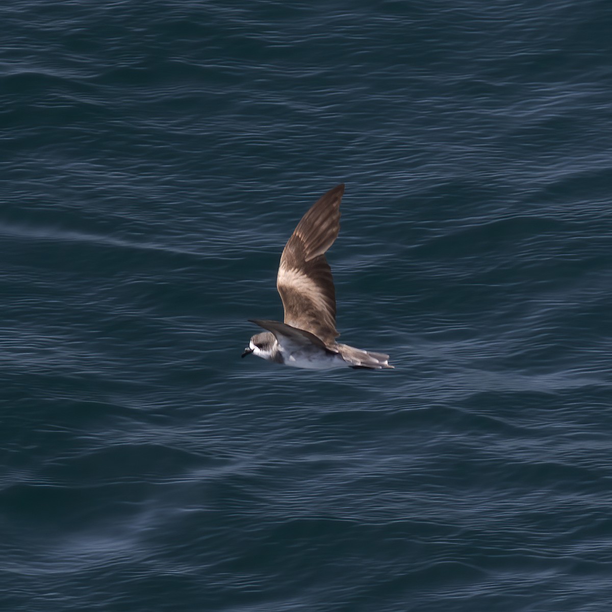 Ringed Storm-Petrel - Gary Rosenberg