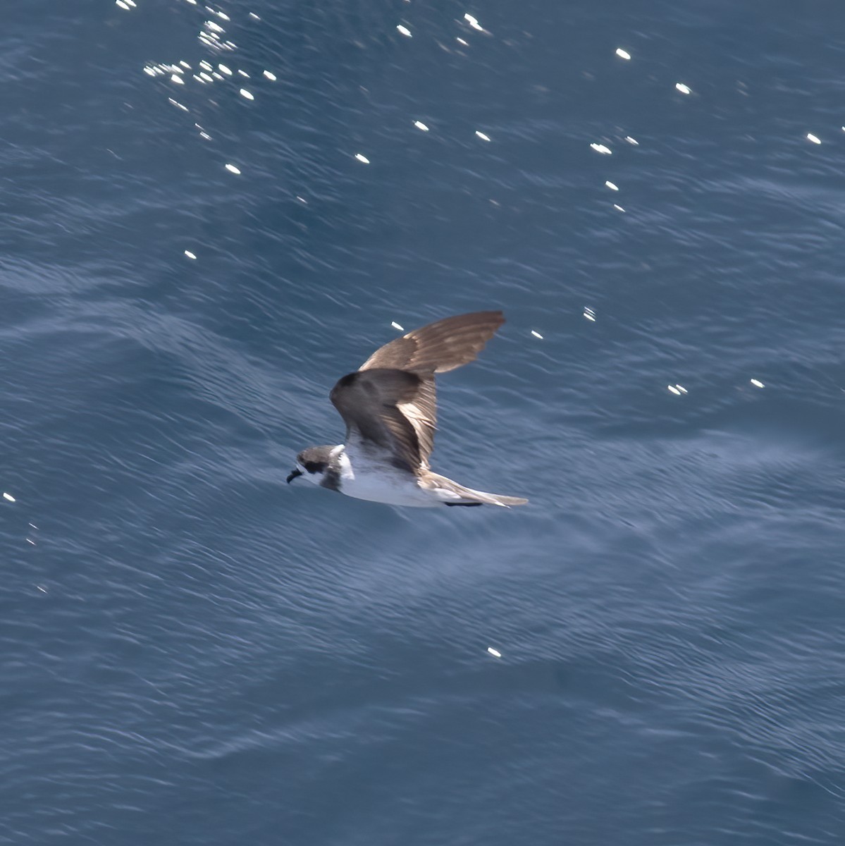 Ringed Storm-Petrel - Gary Rosenberg