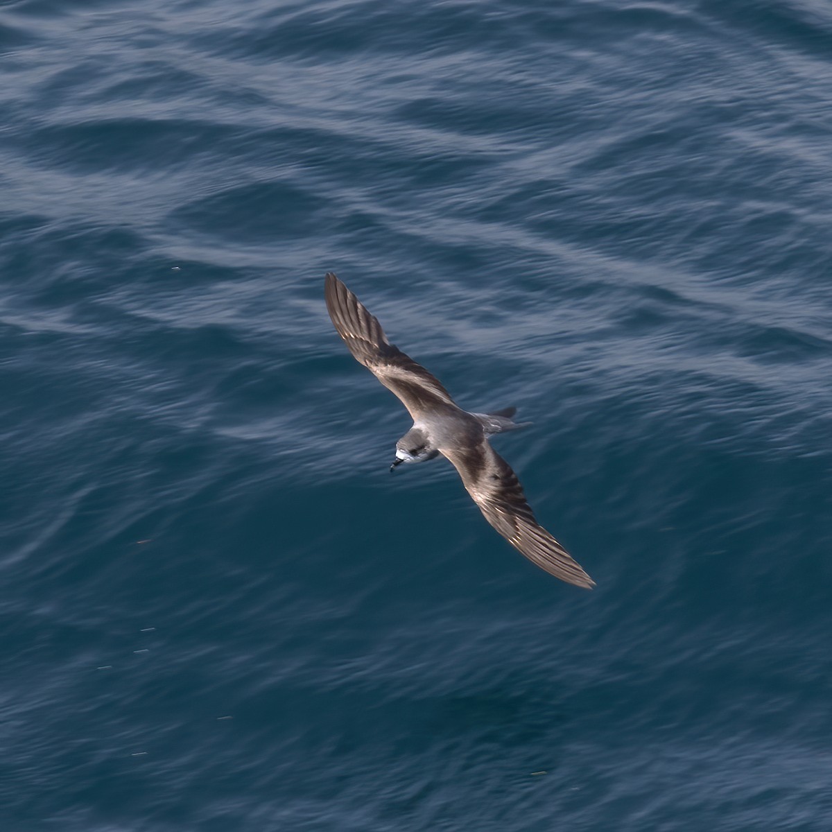 Ringed Storm-Petrel - Gary Rosenberg