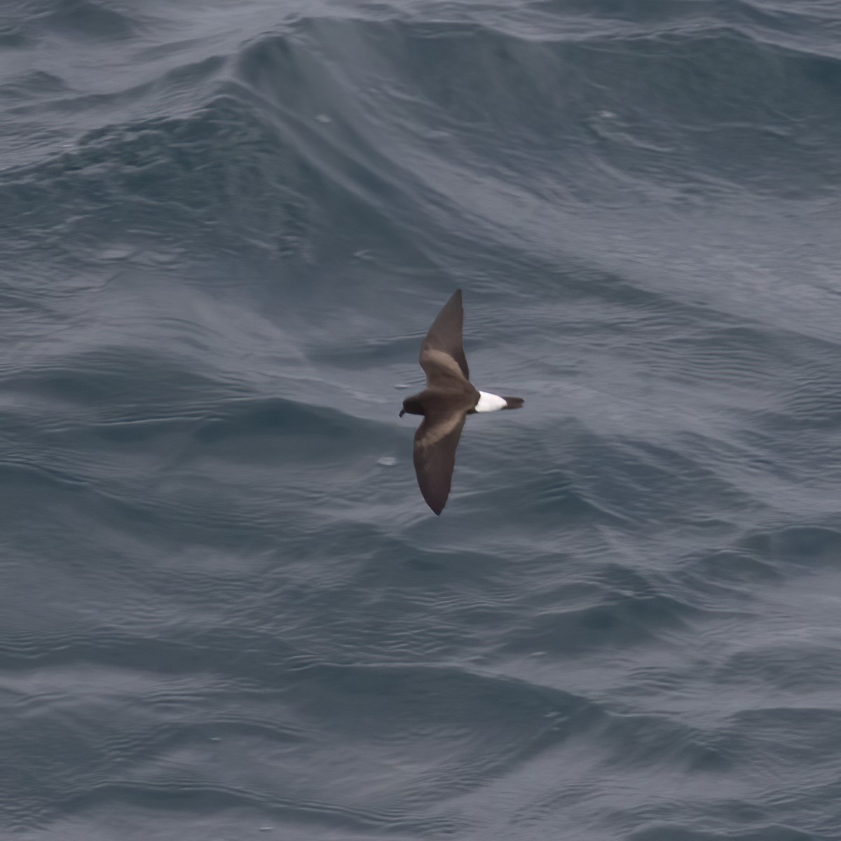 Wedge-rumped Storm-Petrel - Gary Rosenberg