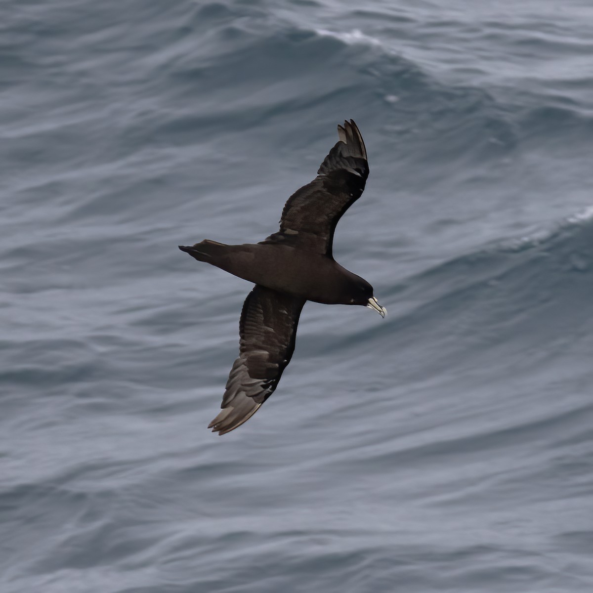 White-chinned Petrel - Gary Rosenberg