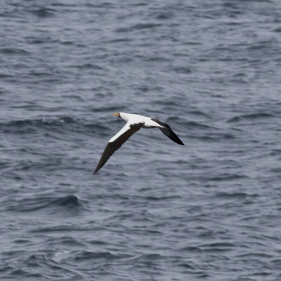 Nazca Booby - Gary Rosenberg