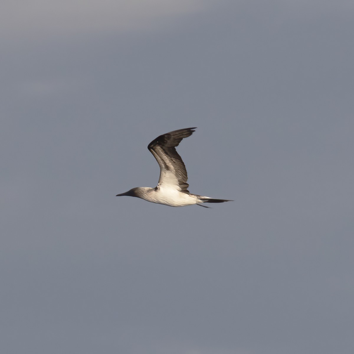 Blue-footed Booby - Gary Rosenberg