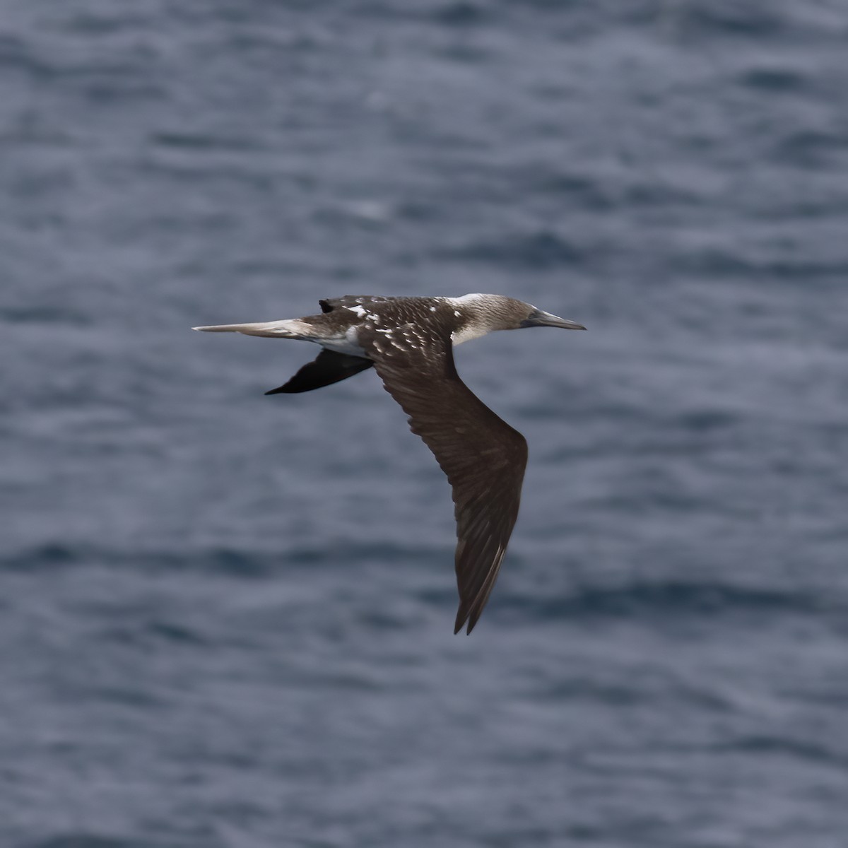 Blue-footed Booby - Gary Rosenberg