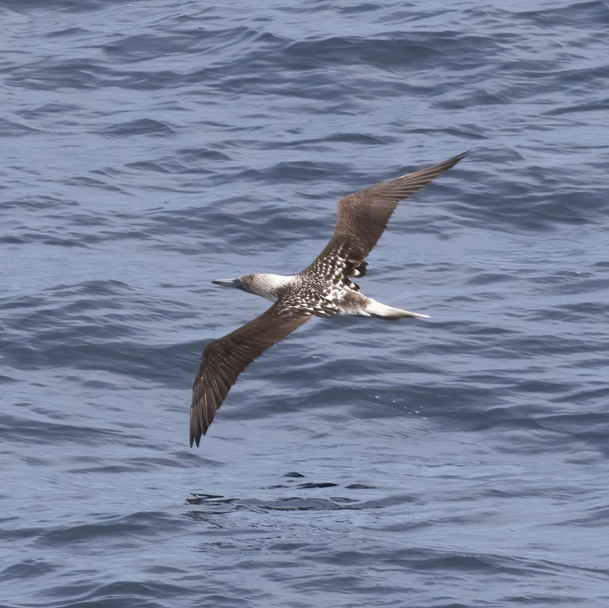 Blue-footed Booby - Gary Rosenberg