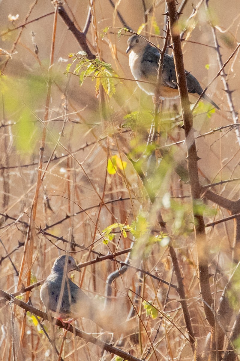 Plain-breasted Ground Dove - ML611730272