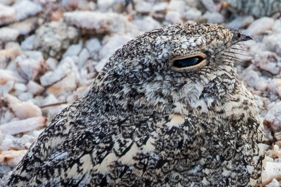 Pygmy Nightjar - ML611730333