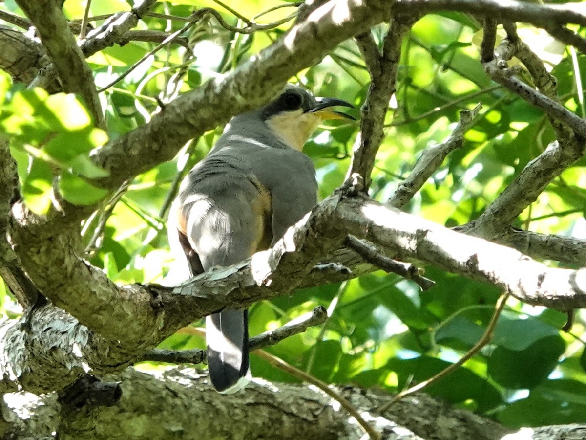 Mangrove Cuckoo - ML611730341