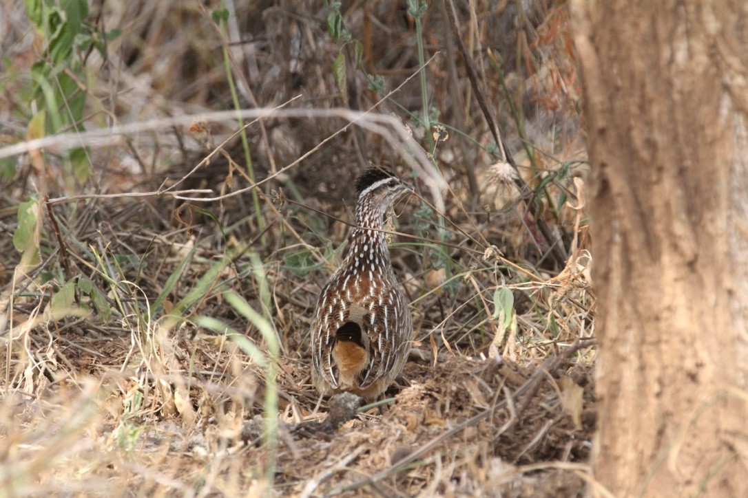 Crested Francolin - Christopher Carlson