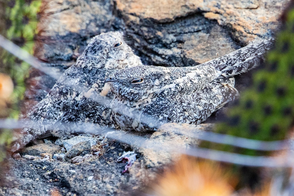 Pygmy Nightjar - ML611730424