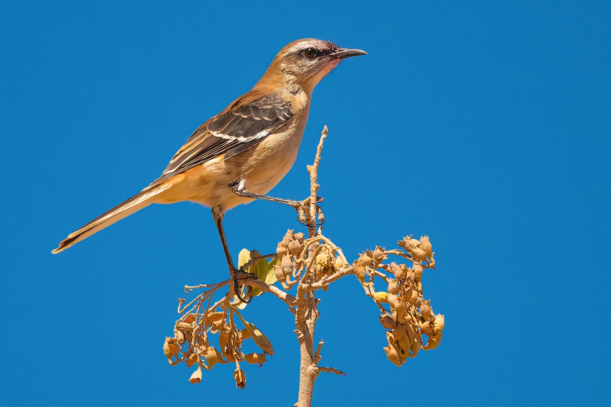 Brown-backed Mockingbird - ML611730441