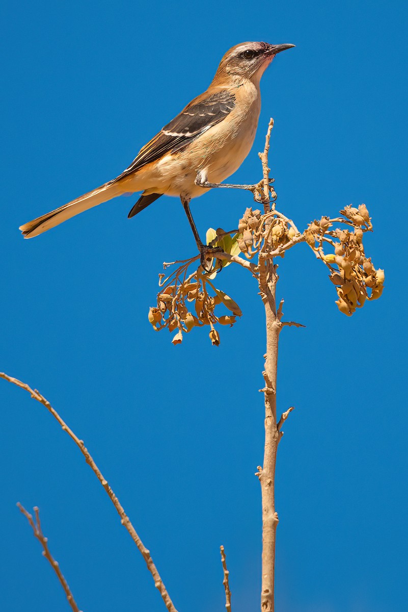 Brown-backed Mockingbird - ML611730442