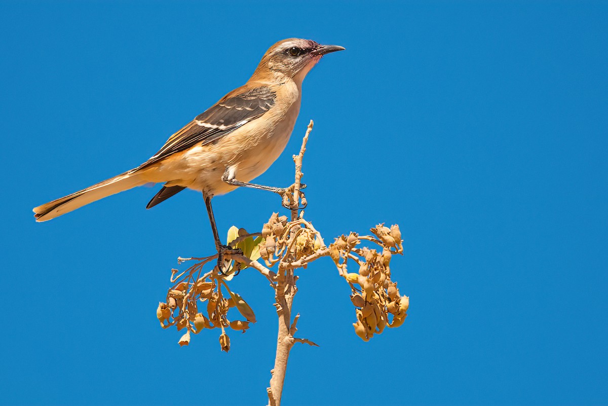 Brown-backed Mockingbird - ML611730443