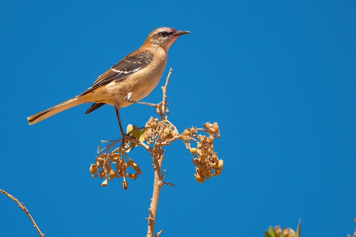 Brown-backed Mockingbird - ML611730444