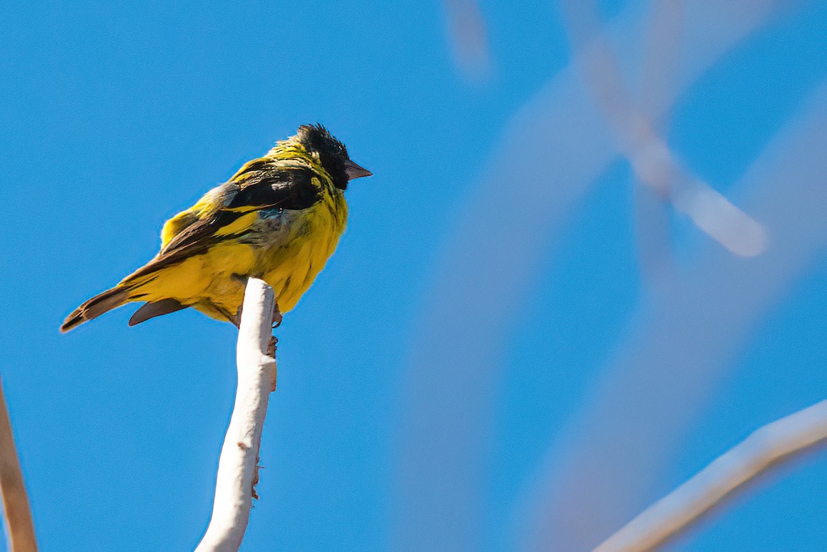 Hooded Siskin - ML611730460