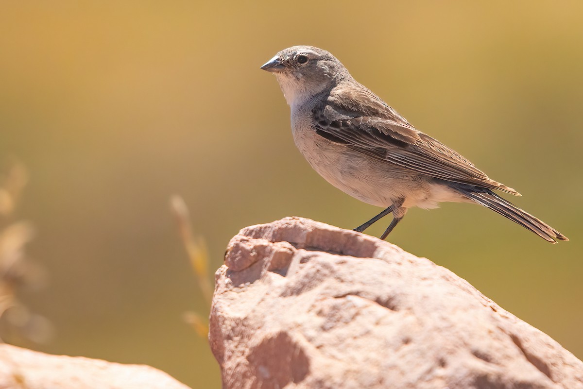 Ash-breasted Sierra Finch - ML611730472