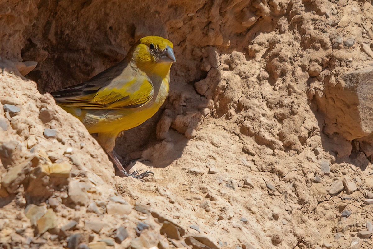 Greenish Yellow-Finch - ML611730478