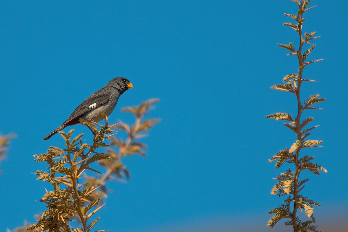 Band-tailed Seedeater - ML611730497