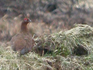 Willow Ptarmigan (Red Grouse) - ML611730520